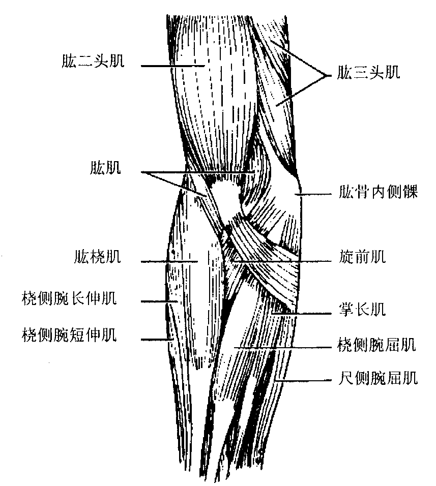 胳膊上的肌腱图图片