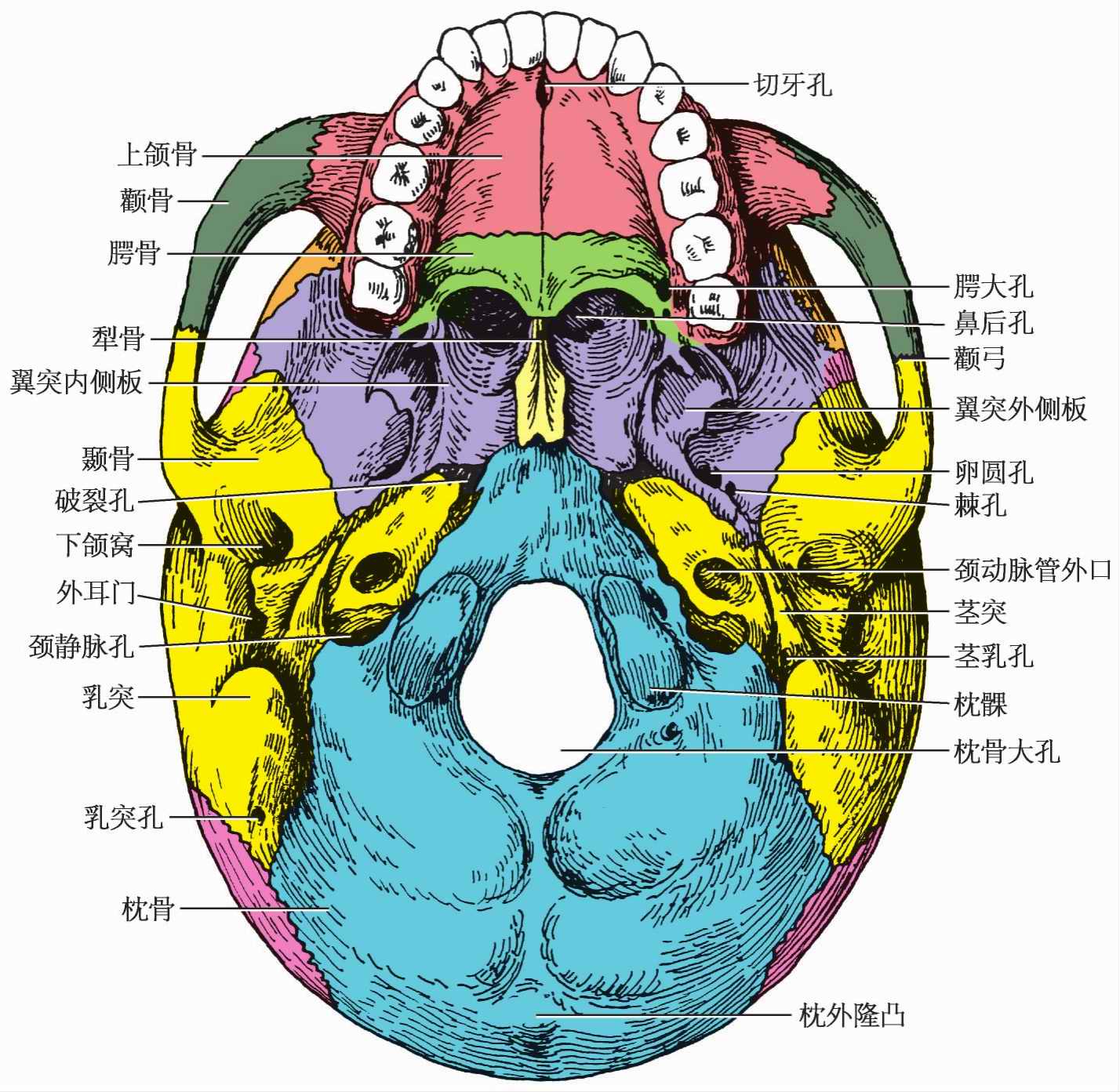 脑颅的意思图片