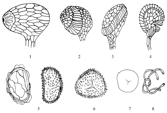 蕨类孢子囊手绘图图片