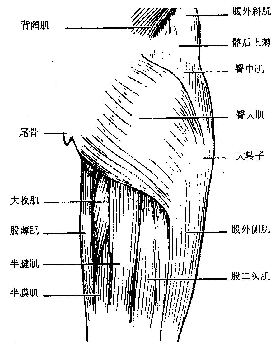 大腿根部图结构图图片