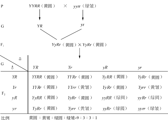 自由组合定律示意图图片