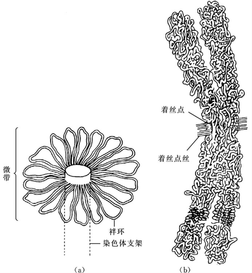 染色质与染色体