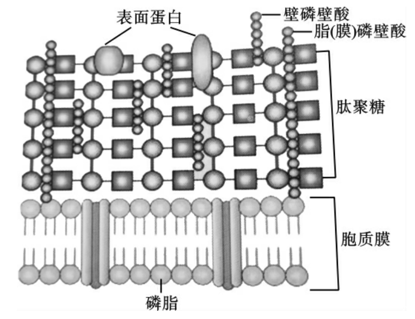 (3)革兰阴性菌细胞壁构成 革兰阴性菌的肽聚糖含量少(1～3层)且结构